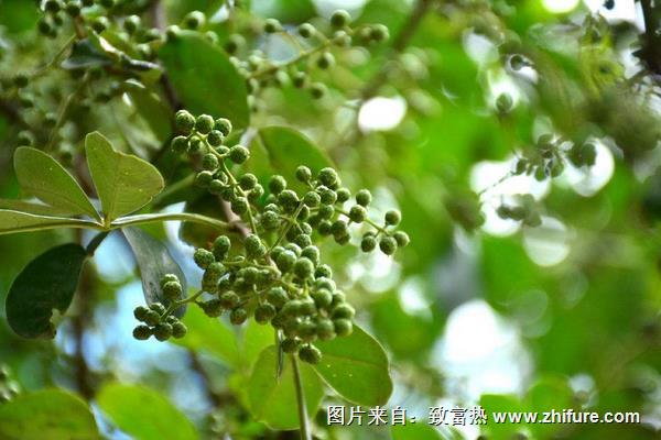 花椒树几年结果?