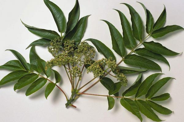 花椒树几年结果?