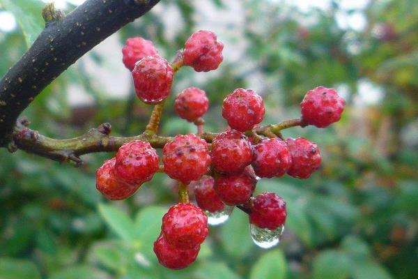 花椒树几年结果?