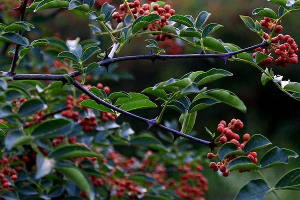 花椒树几年结果?