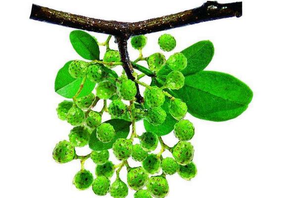 花椒树几年结果?