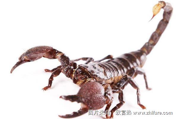 蝎子吃什么?