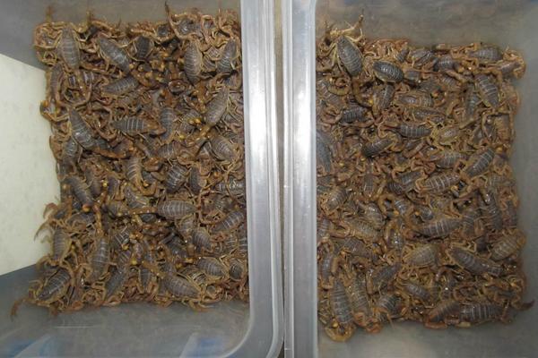 蝎子蛰了要怎么处理？