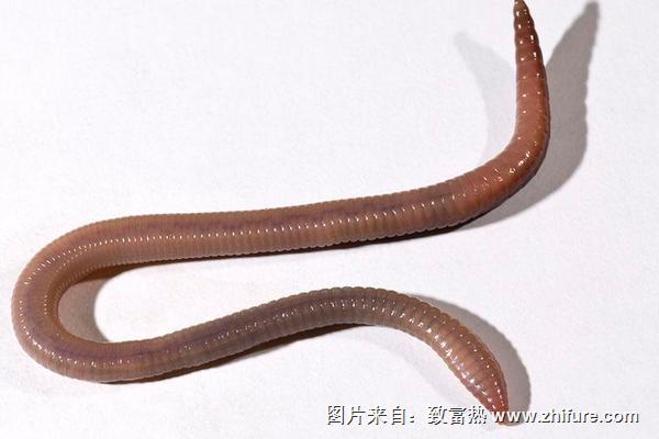 干蚯蚓价格多少钱一斤?