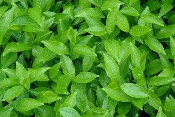 茶树根的功效与作用及禁忌