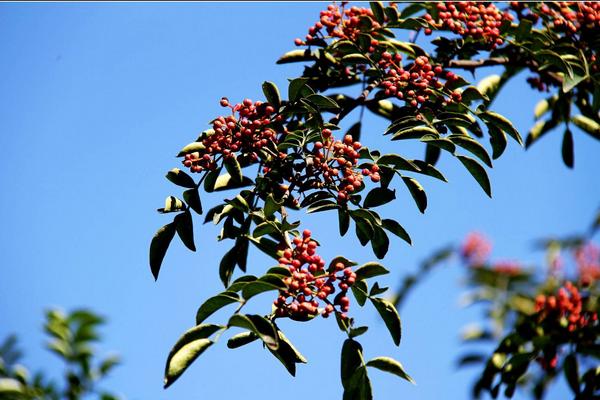 花椒树1亩地利润多少?