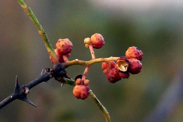 花椒树1亩地利润多少?