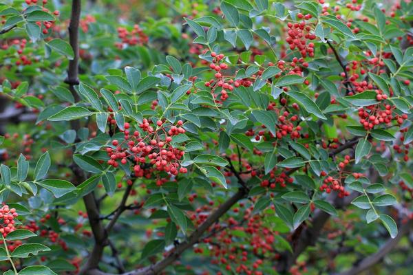 花椒树1亩地利润多少?