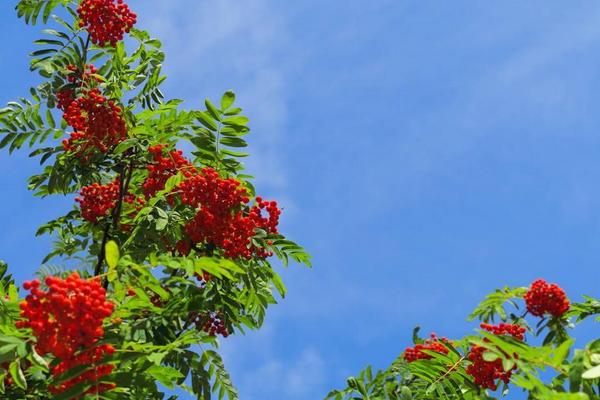 花椒树1亩地利润多少?