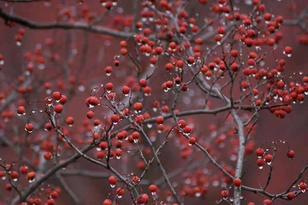 花椒树1亩地利润多少?
