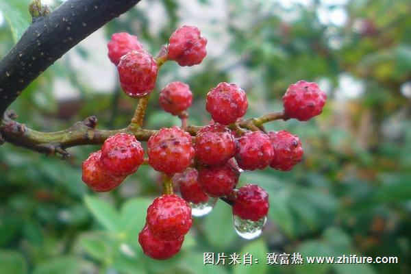 新鲜花椒怎么保存?