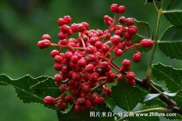 新鲜花椒怎么保存?