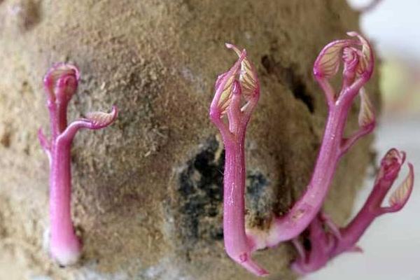 红薯发芽后是否有毒?