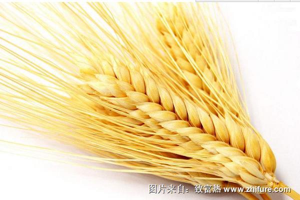 小麦过敏怎么办?