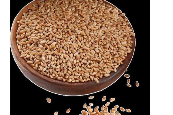 小麦过敏怎么办?