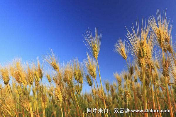 面条是小麦做的吗?