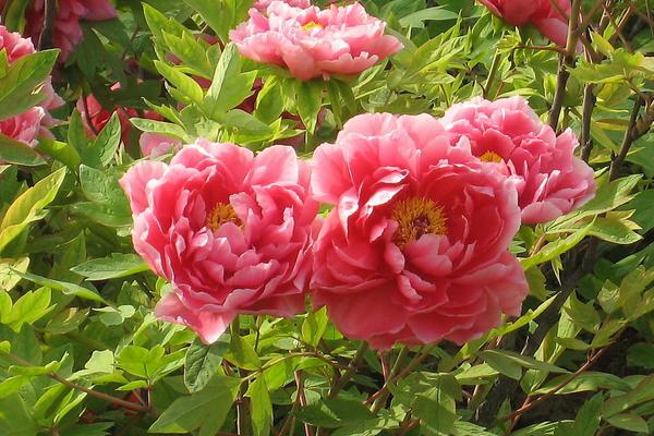 牡丹花的寓意是什么