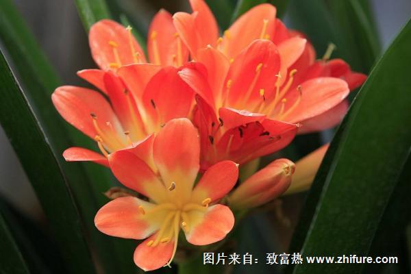 兰花品种有哪些(图解)