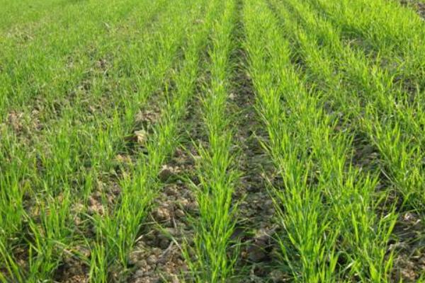 种小麦用什么肥料好?