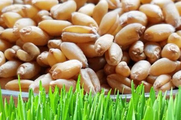 种小麦用什么肥料好?