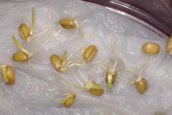 种小麦用什么肥料好?