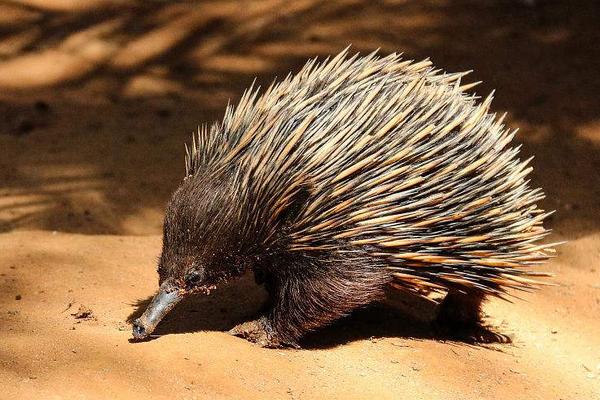 豪猪是刺猬吗?豪猪和刺猬的区别