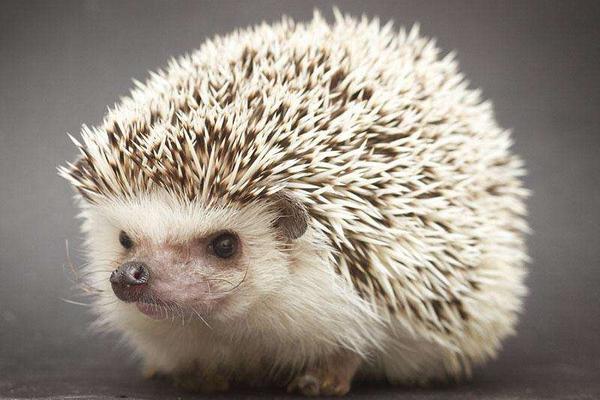 豪猪是刺猬吗?豪猪和刺猬的区别