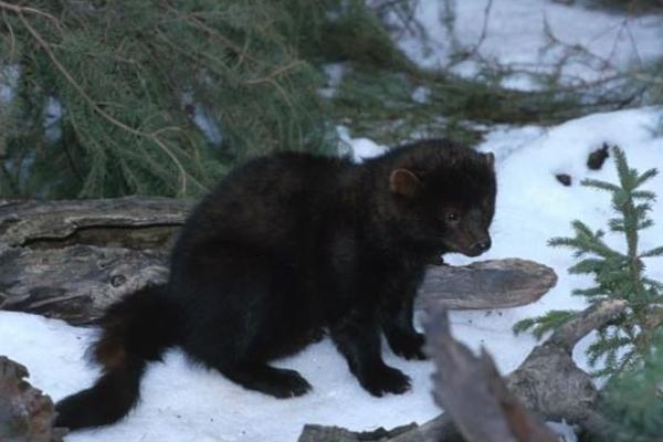 豪猪是刺猬吗?豪猪和刺猬的区别
