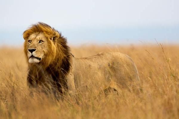 豪猪是刺猬吗?豪猪和刺猬的区别