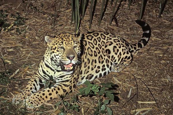 豪猪是刺猬吗?豪猪和刺猬的区别