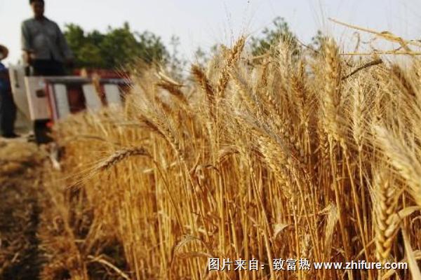 淮小麦的功效与作用及禁忌