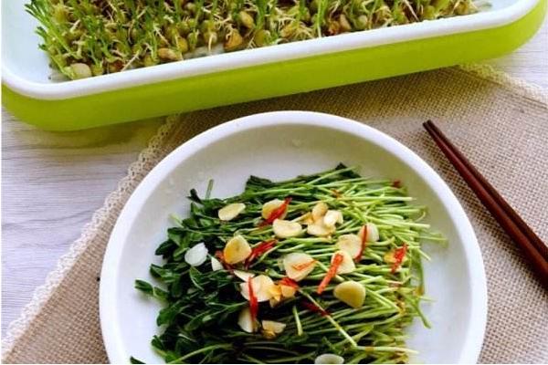 小麦芽苗菜怎么吃?