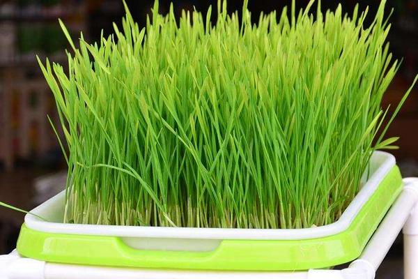 小麦芽苗菜怎么吃?