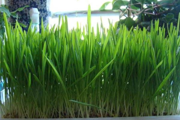 小麦芽苗菜怎么吃?