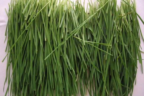 小麦芽苗菜怎么吃?
