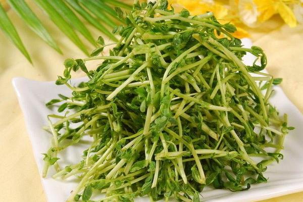 小麦芽苗菜怎么吃?