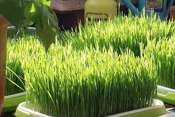 小麦芽苗菜怎么吃?