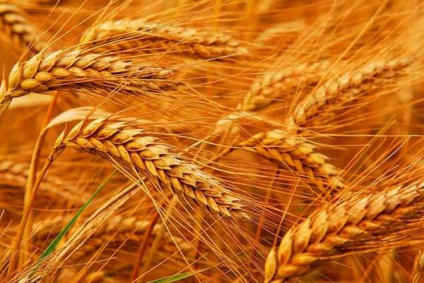 小麦市场价格多少钱一斤？