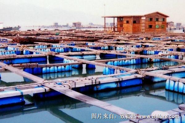 网箱养鱼是怎么?怎么养?有什么需要注意的?