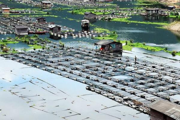 网箱养鱼是怎么?怎么养?有什么需要注意的?