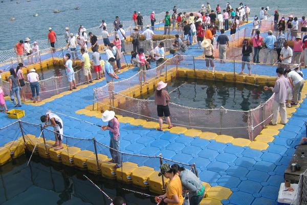 网箱养鱼是怎么?怎么养?有什么需要注意的?