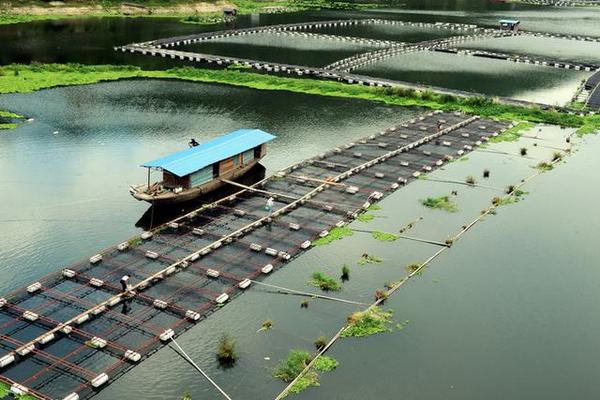 网箱养鱼是怎么?怎么养?有什么需要注意的?