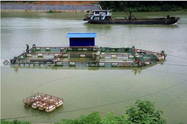 网箱养鱼是怎么?怎么养?有什么需要注意的?