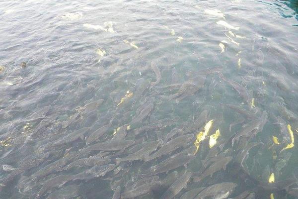 网箱养鱼是怎么?怎么养?有什么需要注意的?