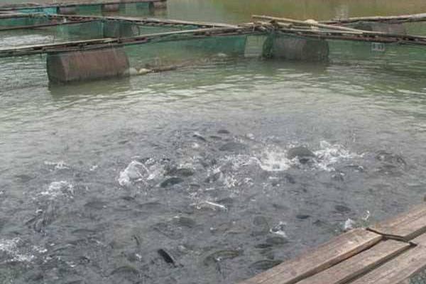 网箱养鱼是怎么?怎么养?有什么需要注意的?