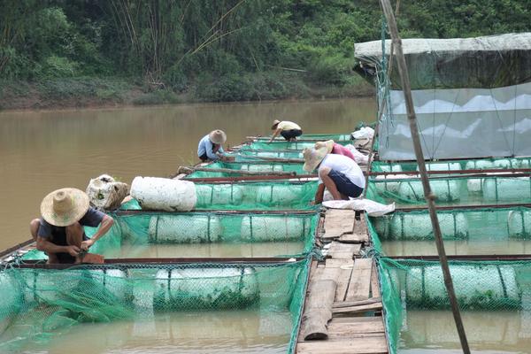 网箱养鱼是怎么?怎么养?有什么需要注意的?