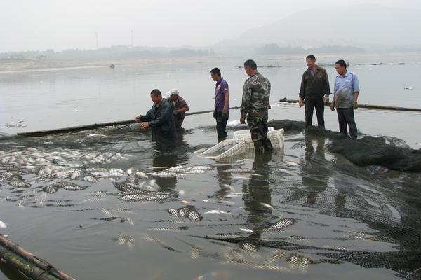 网箱养鱼是怎么?怎么养?有什么需要注意的?