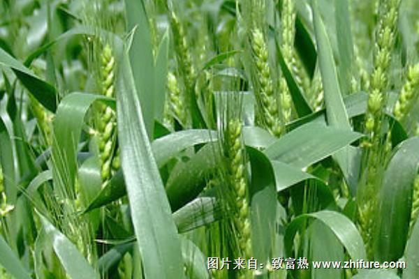 种小麦用什么肥料好?