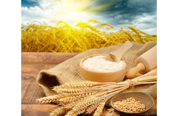 一斤小麦出多少面粉?