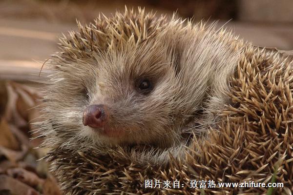 2016养刺猬钱吗?2016刺猬养殖前景及市场价格行情分析